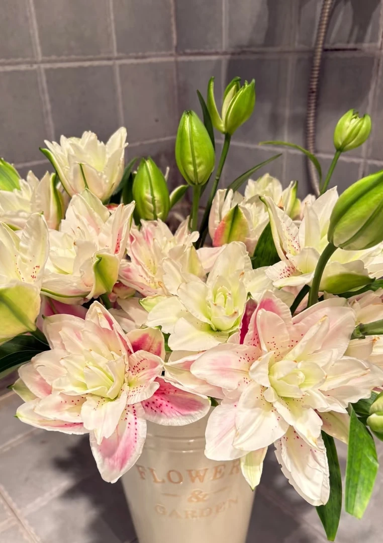 火星之恋百合重瓣水培水养插瓶云南冷链直发新鲜切花