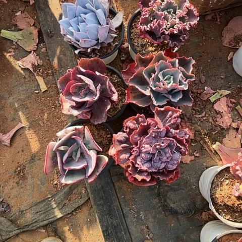 夏多肉植物杂交 6棵