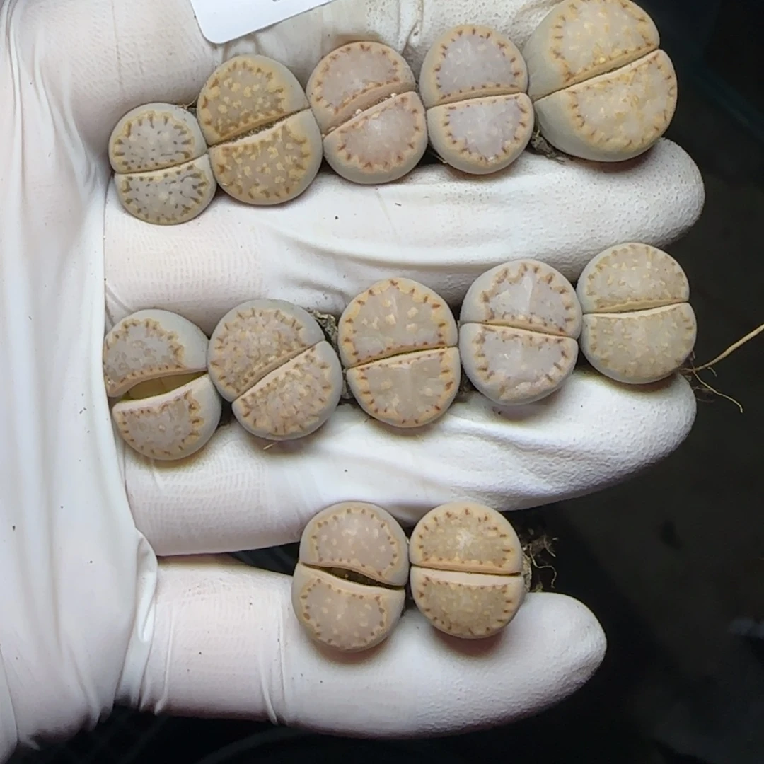 9881。c24。。。饼干。。。。