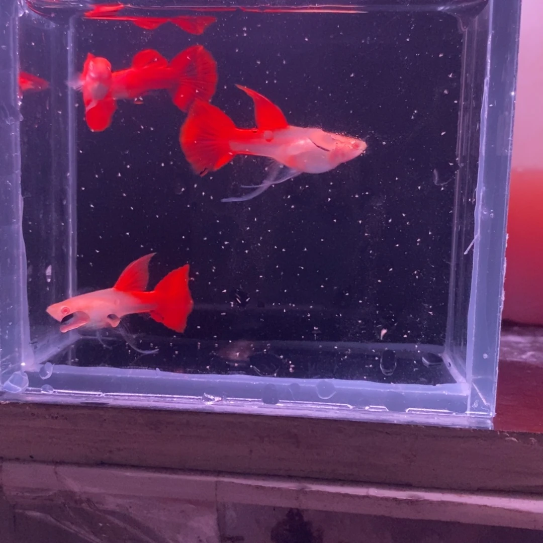 孔雀鱼血红压成两对