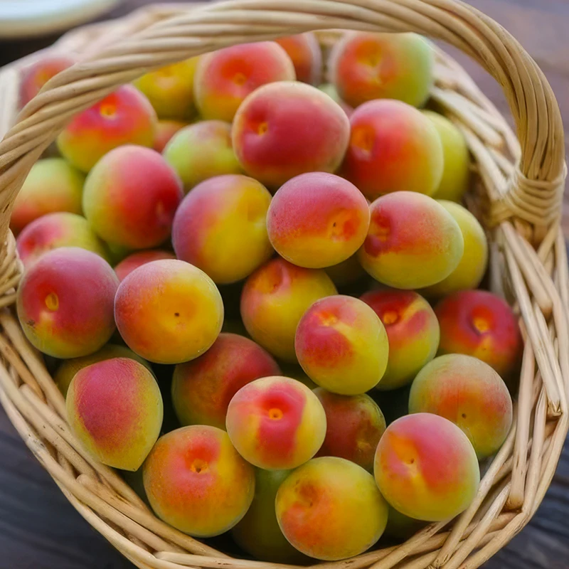 【香】云南大理新鲜胭脂梅 泡酒梅子