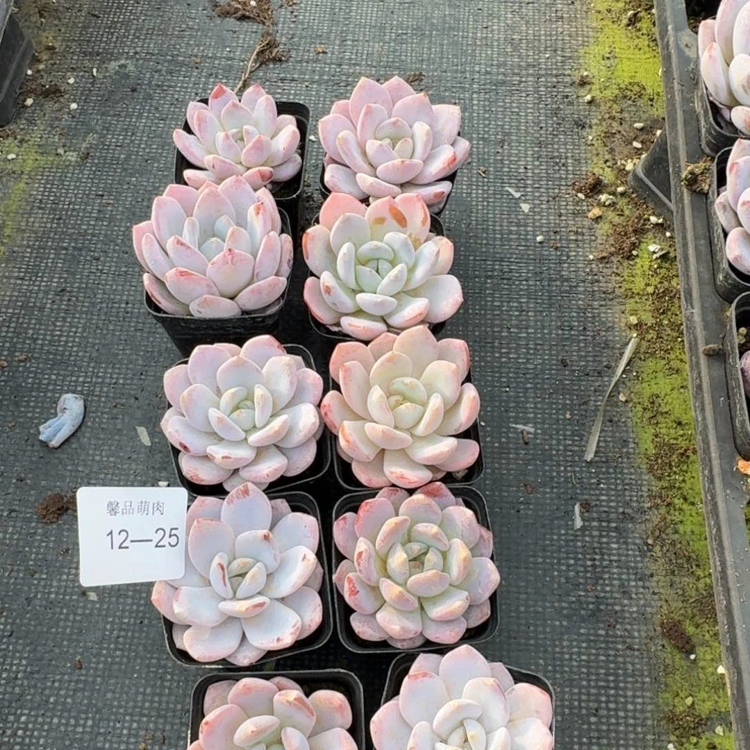 奶盖十棵量拍发货12-25右八