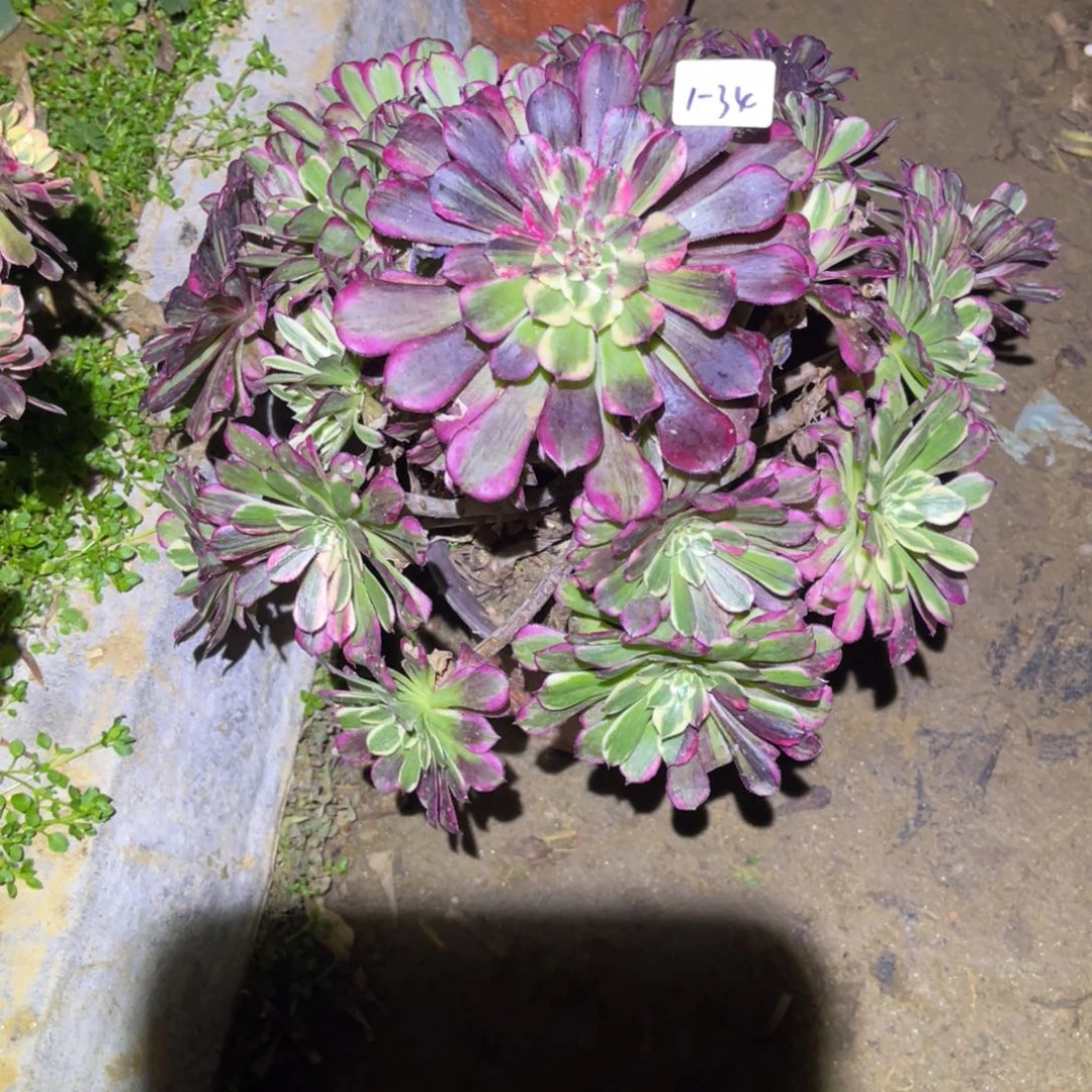 1-1-34同花顺法师锦