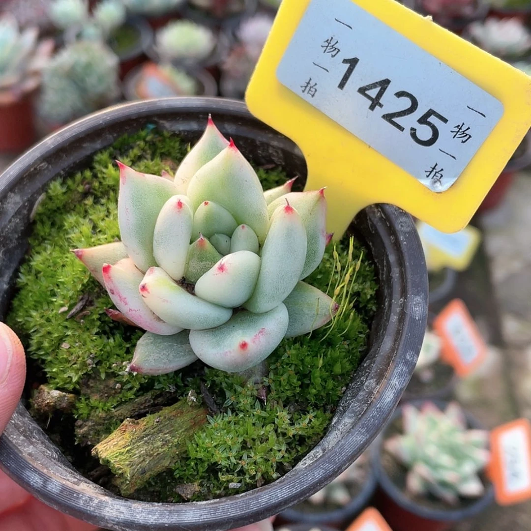【闪购商品】1425号
