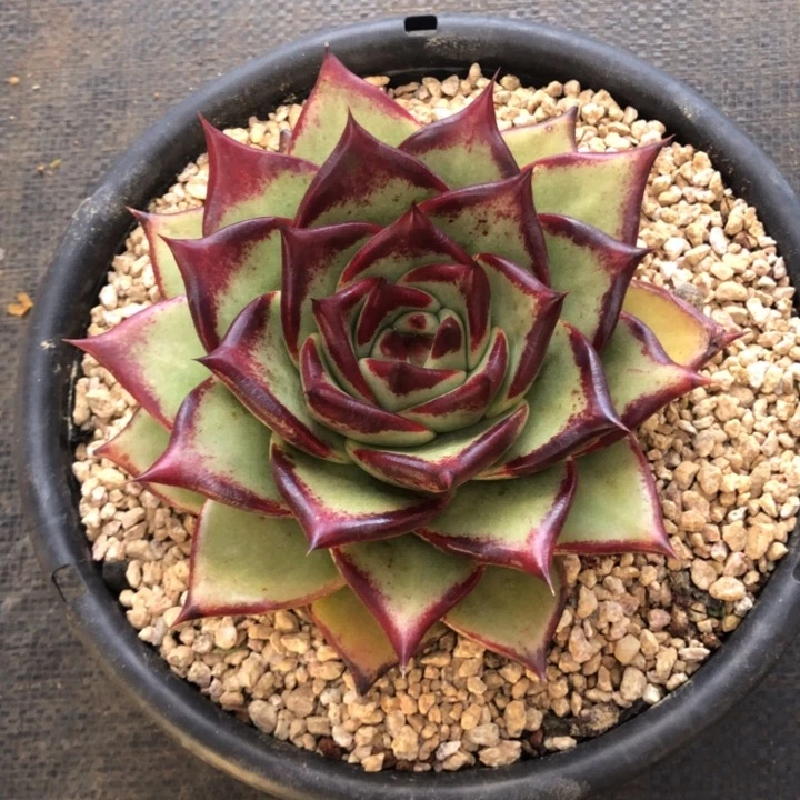 黄皮发色好看0000000005