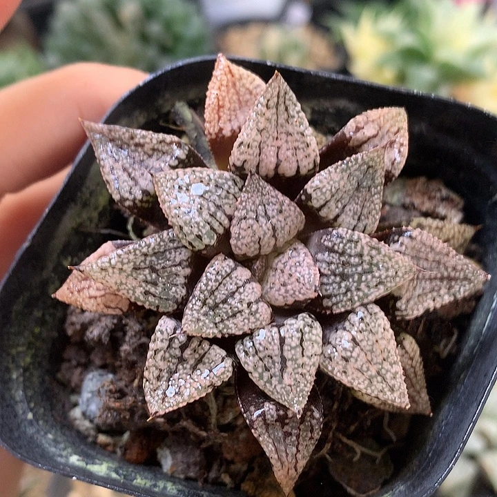 白银带盆土发货oloo