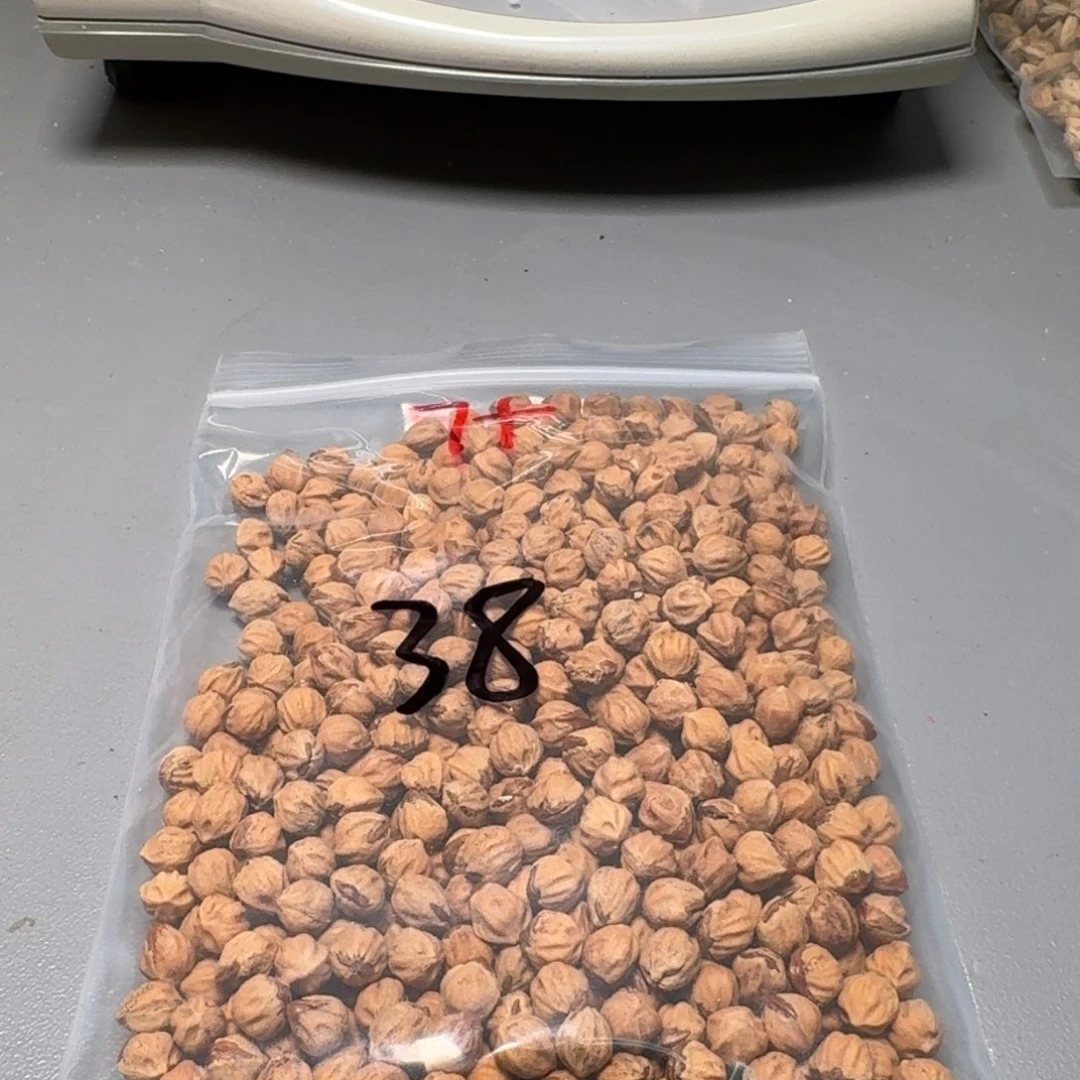 柏香籽/百香籽吊坠大*啊