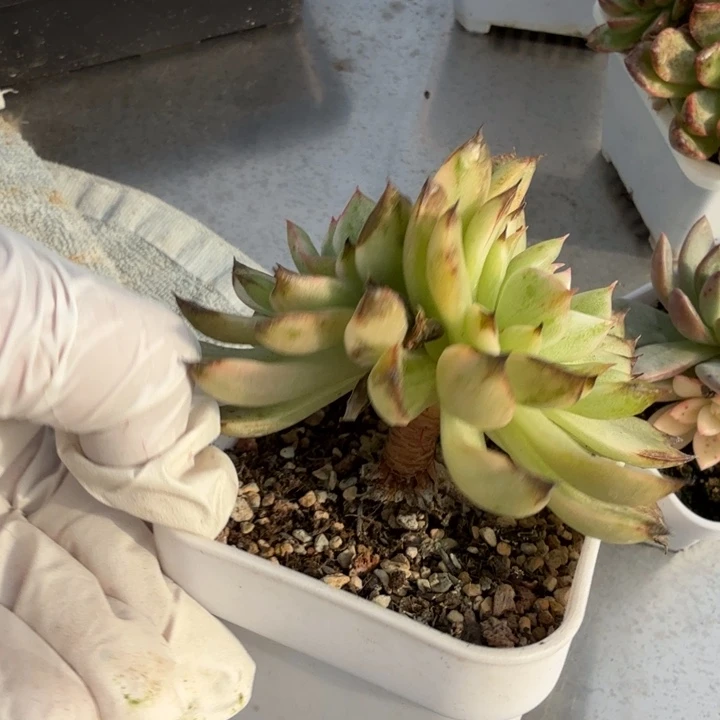 精品多肉植物植物