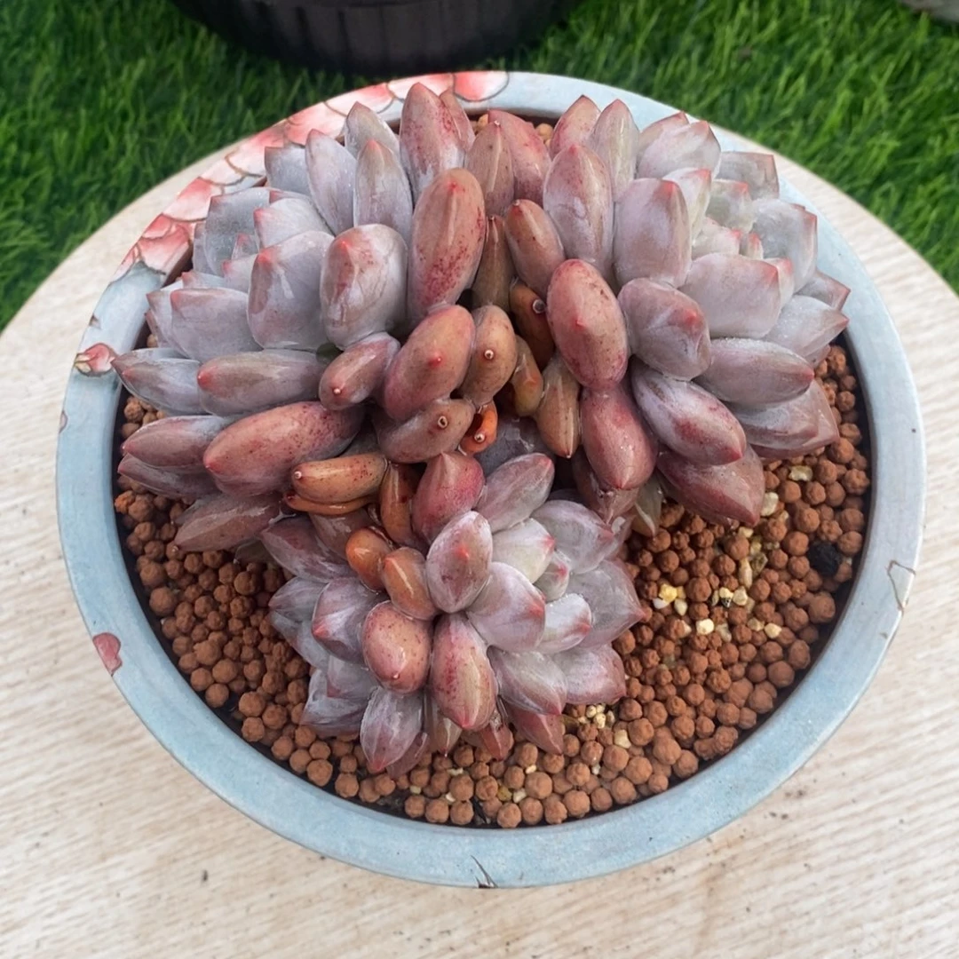 半夏老庄群生状态