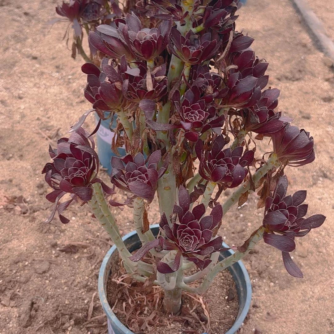 黑法师多肉植物一号