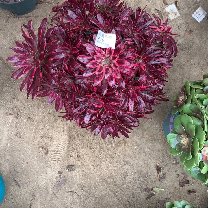用***6436朱雀多肉植物特价