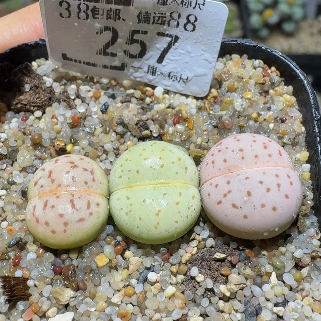 Ssss精品生石花257