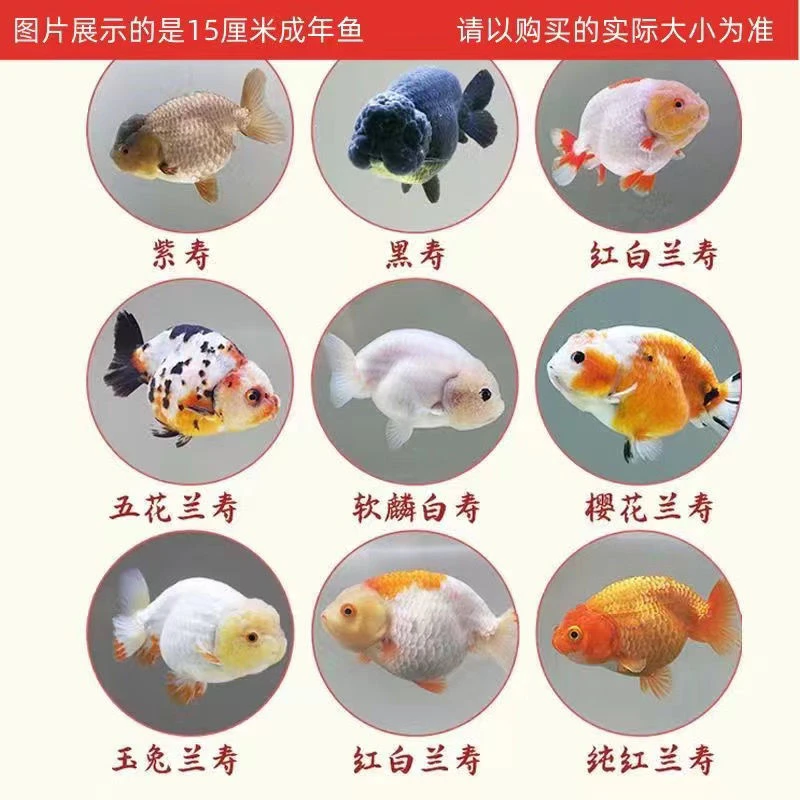 精品福州兰寿小鱼苗观赏鱼好养耐活奶牛水墨玉兔淡水鱼金鱼不加温