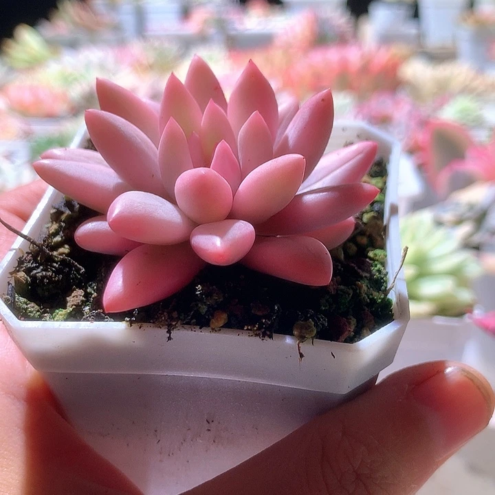 红蜻蜓白覆轮锦有根