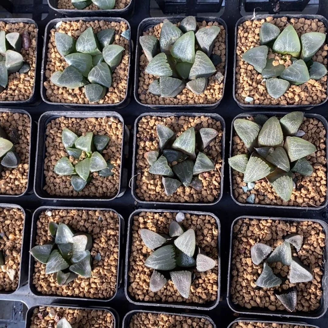 301 一棵实生大克苗 高货 新年福利