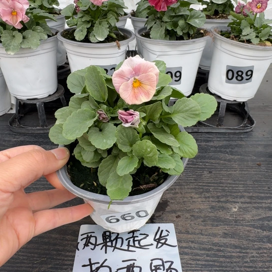 全部花朵660号天使花束