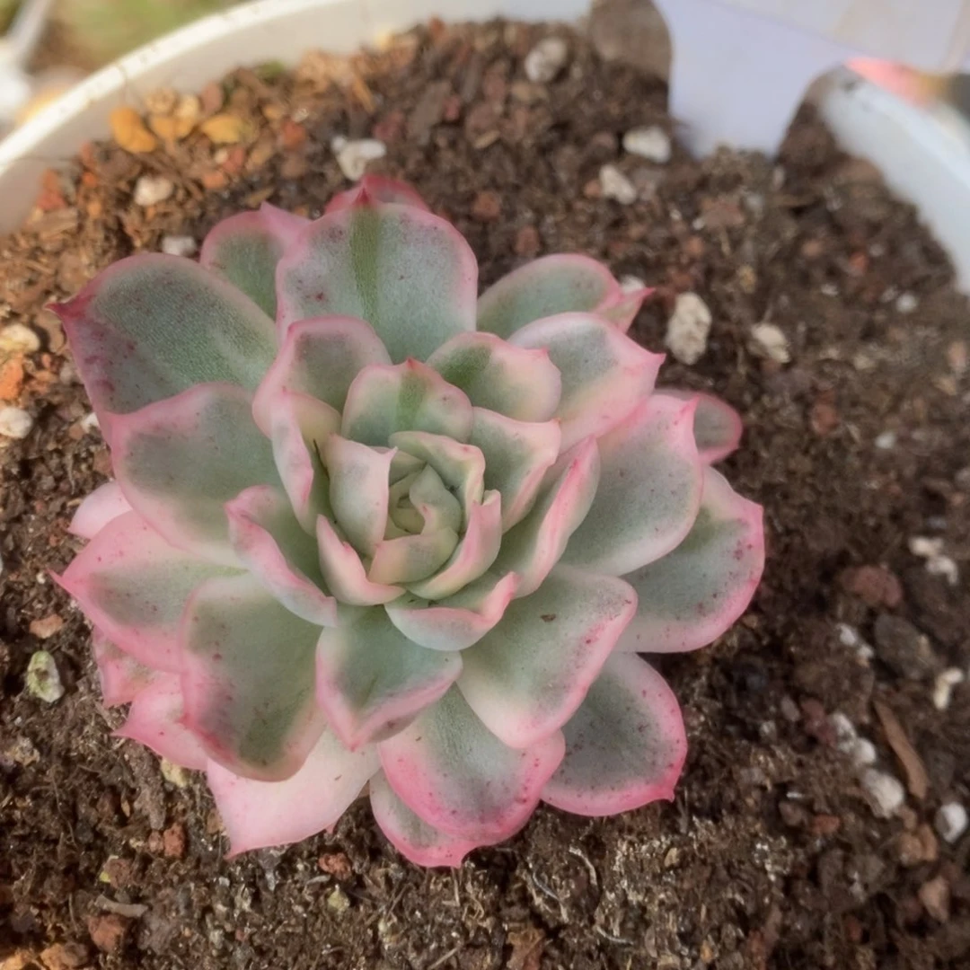 300仙影锦锦锦锦锦锦