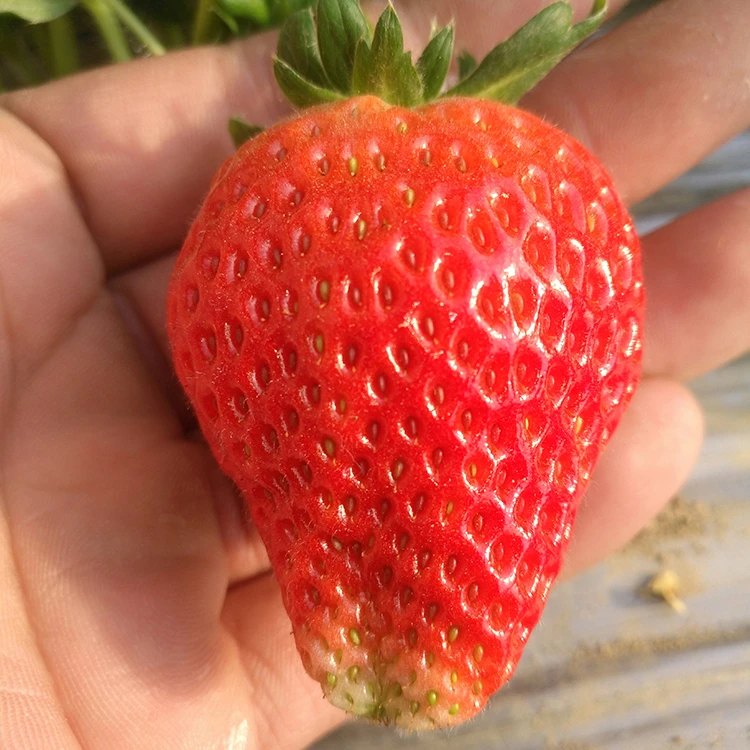 【顺丰包邮】奶油草莓当季新鲜水果现摘现发新鲜直达果园直供甜草莓