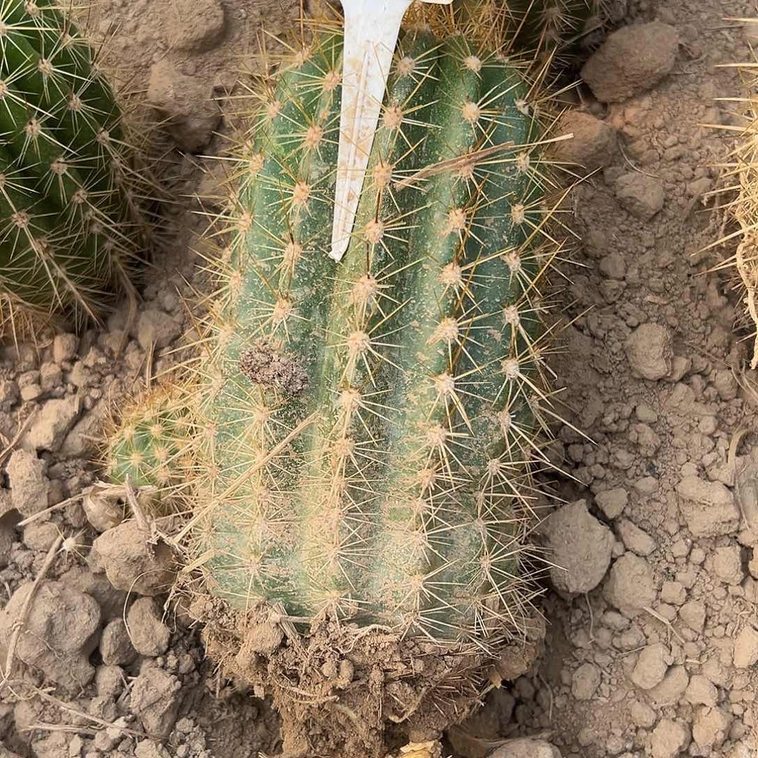 徐**生毛花柱 13 a52 181