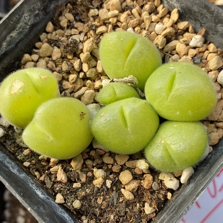 1763长毛毛翠滴一盒