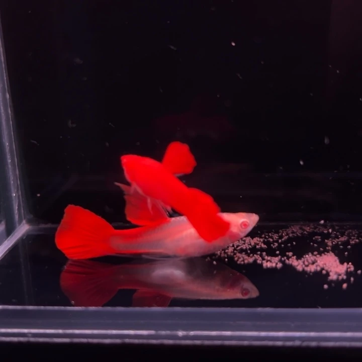 孔雀鱼血红大C1对