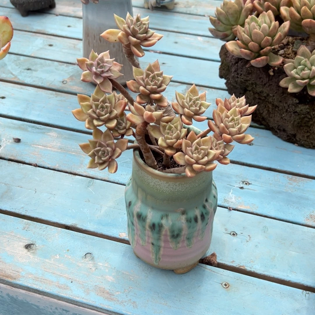 夏***歌璀璨多肉植物脱土