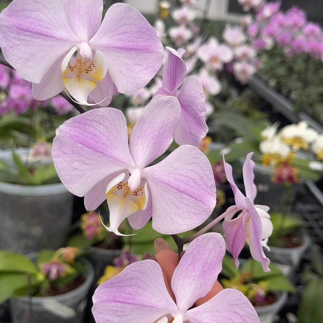 完全开放jg2314  1126