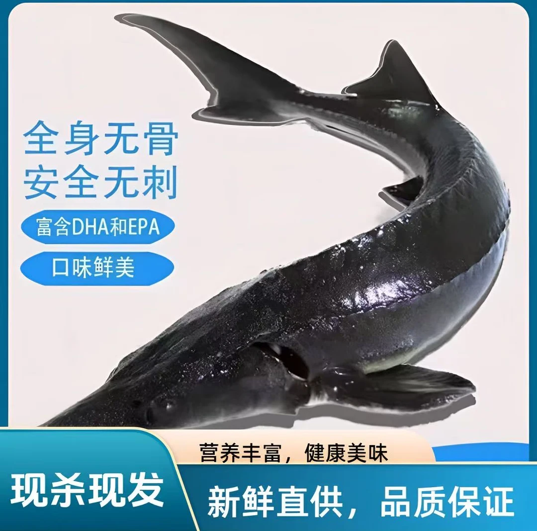 【现杀现发】食用生鲜养殖滋补淡水无刺软骨鲟龙鱼水产送礼顺丰包邮