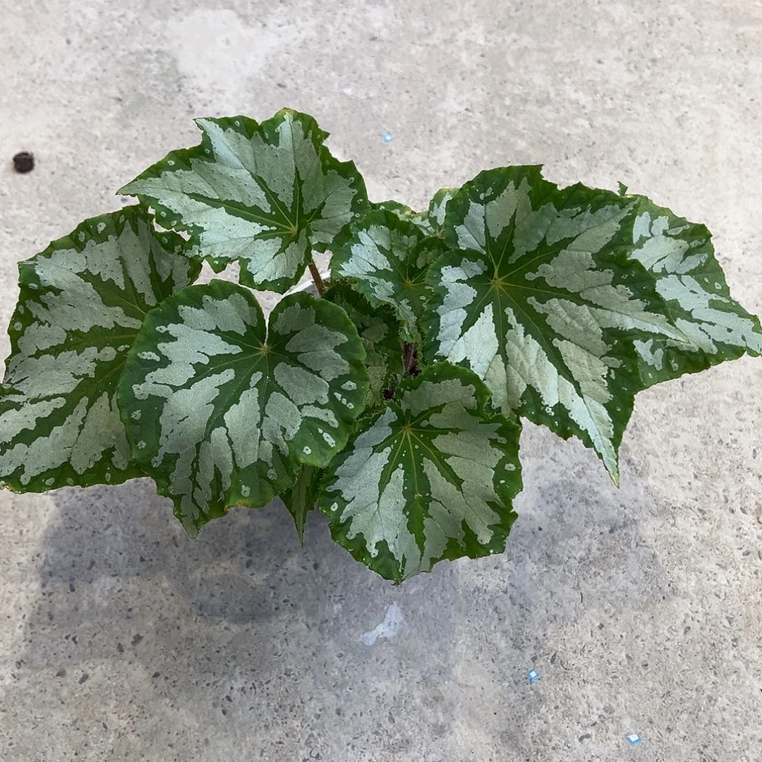 完全开放植物鸟秋海棠