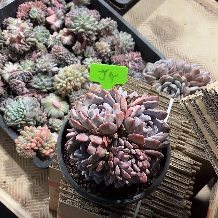 念***开星颖缀化多头群山54