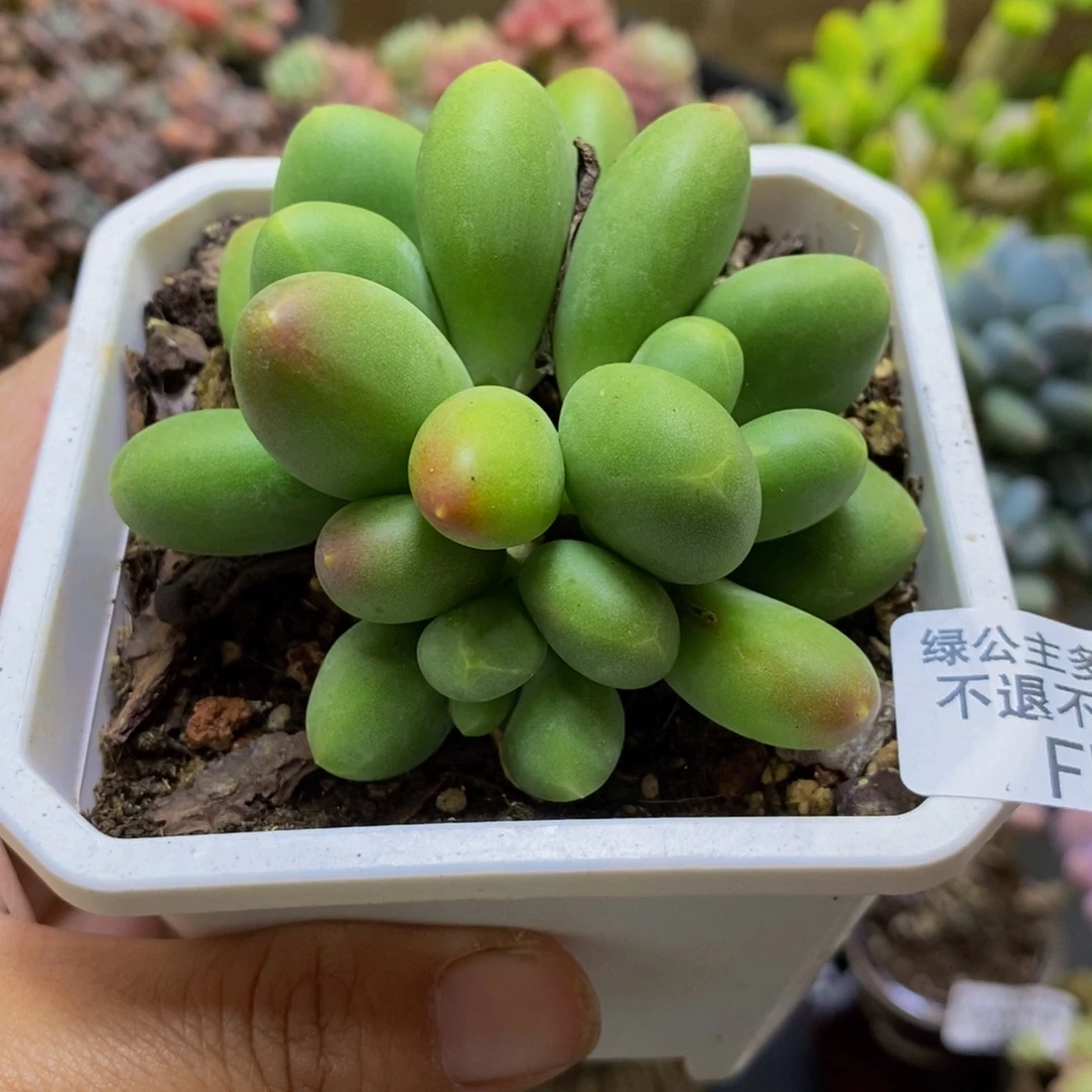 102芒果kk奶6cm多肉