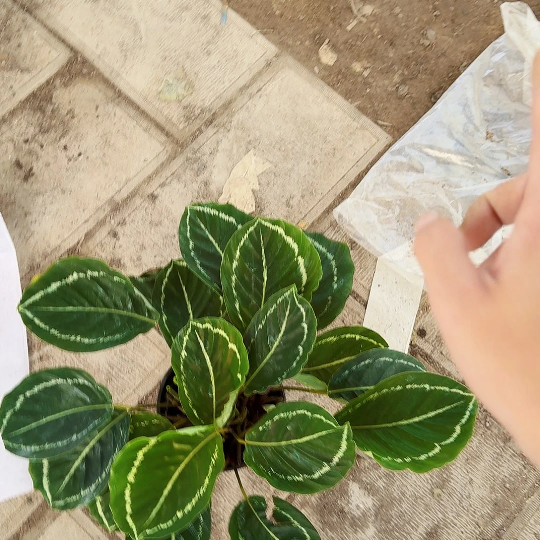 完全开放超大老桩绿美丽竹芋一棵