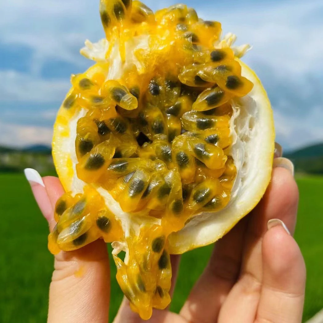 【偏远专用】钦蜜9号黄金百香果现摘黄皮百香果孕妇水果新鲜