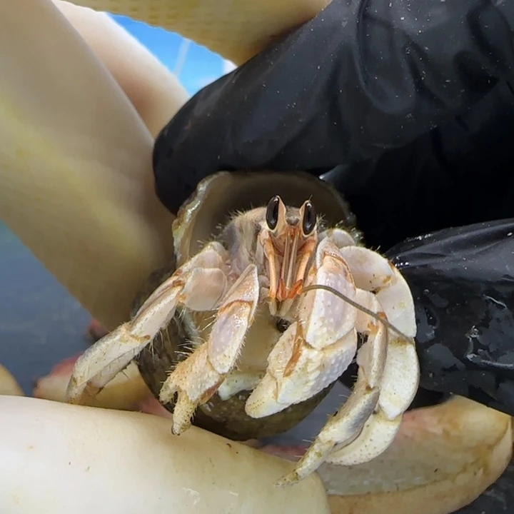 A32灰白1.5cm口径