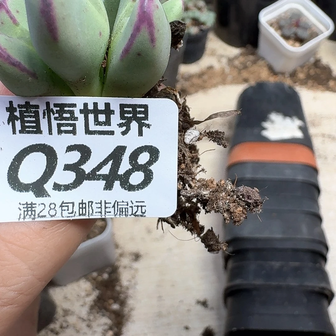 多肉植物的润泽法gh