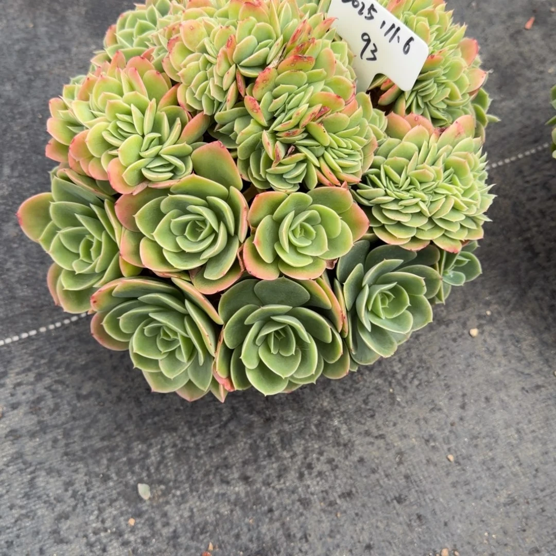 请***）一物一拍星娜塔大缀93