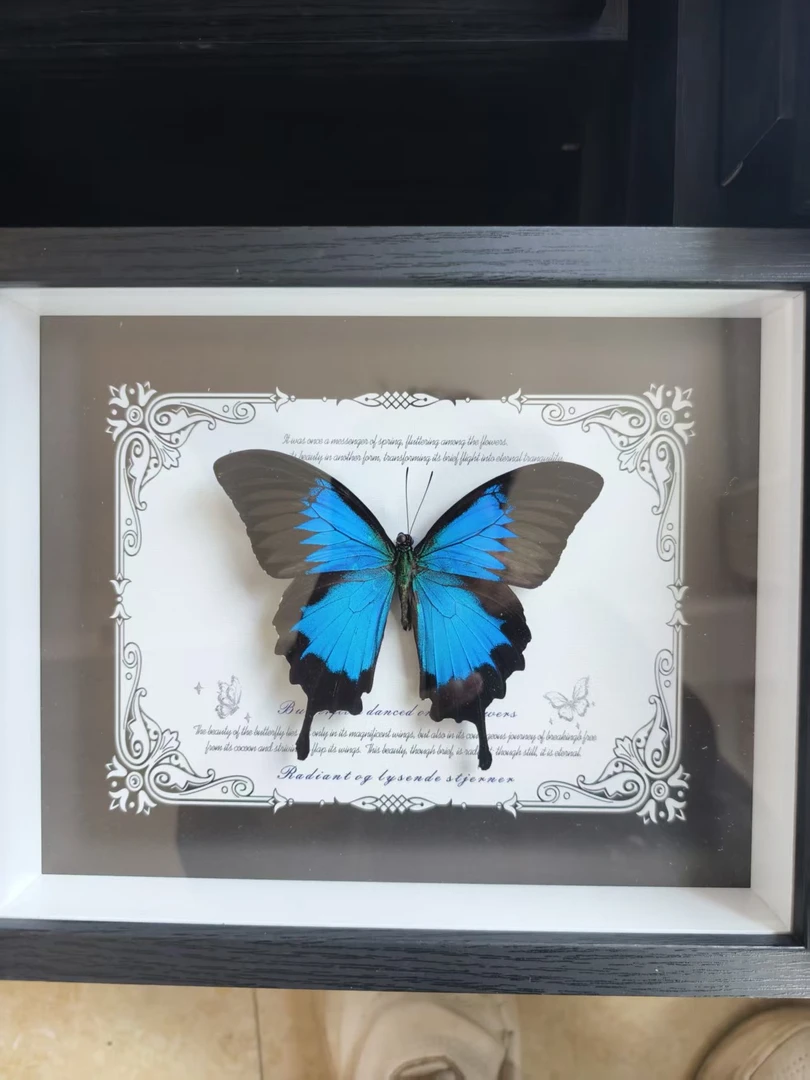 11号（天堂）蝴蝶标本相框