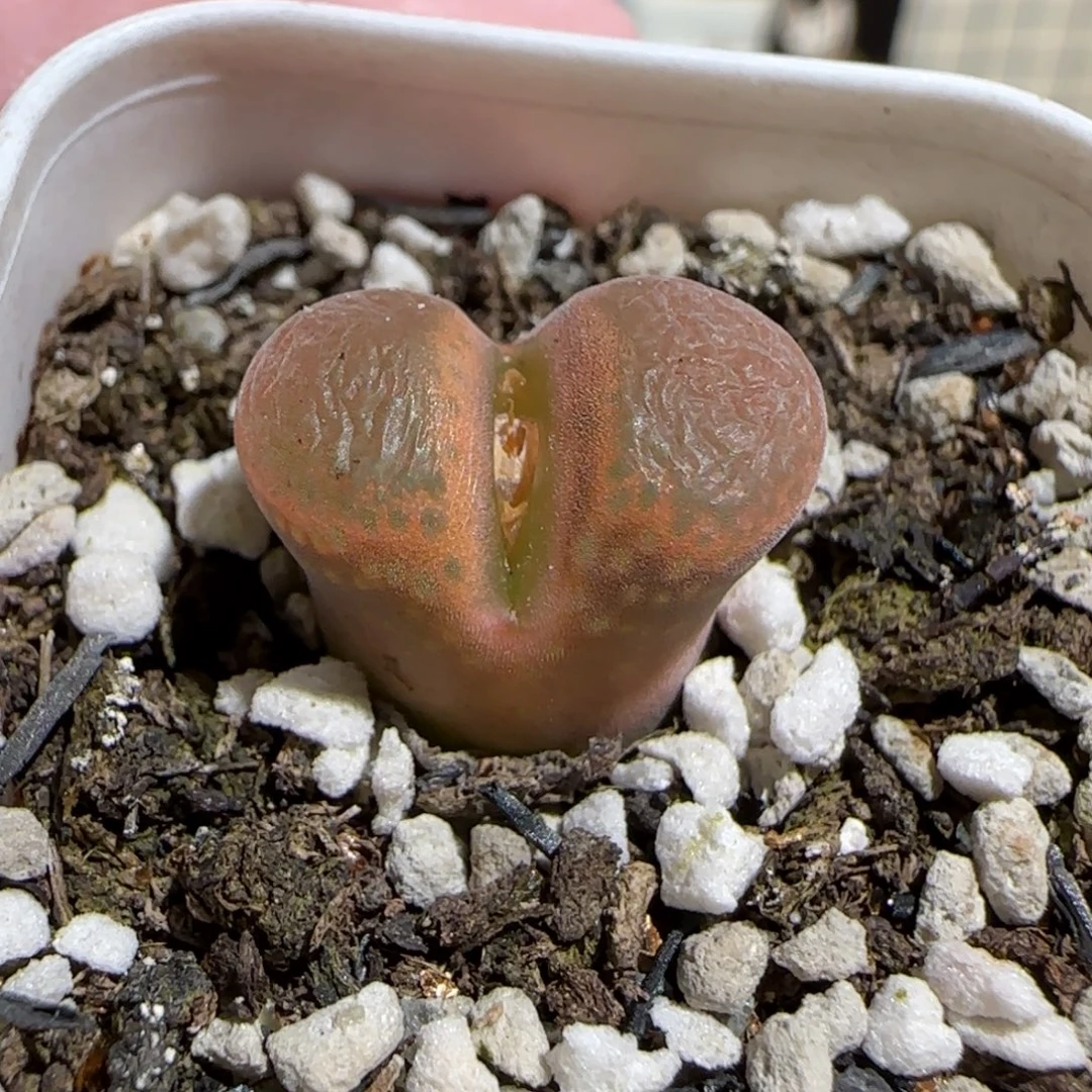 肉锥多肉植物组合-帕法德174