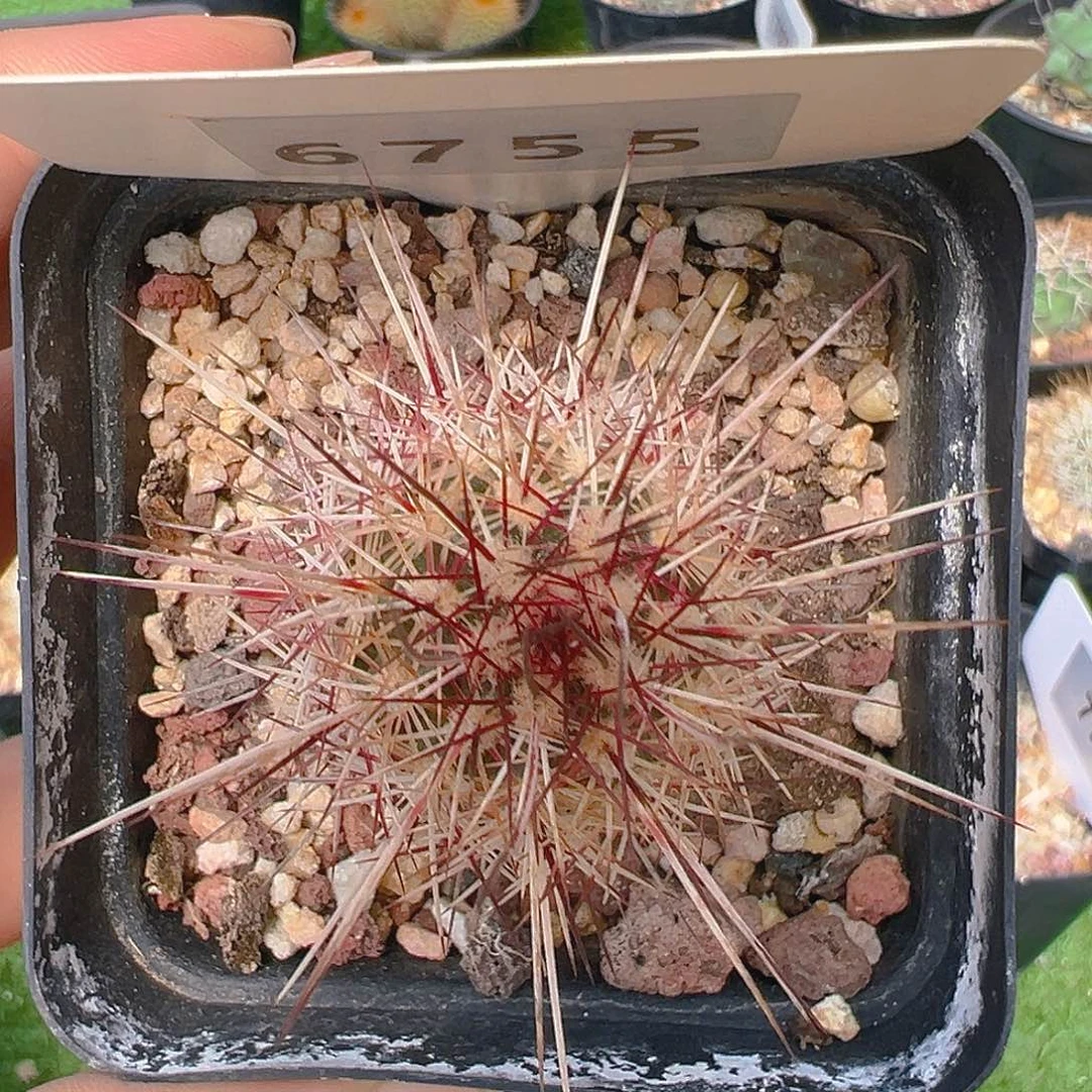 6755白红司虾实生裸根发
