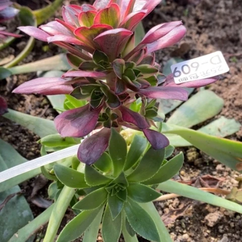 609嫁接魅金玫瑰锦满25包邮多肉