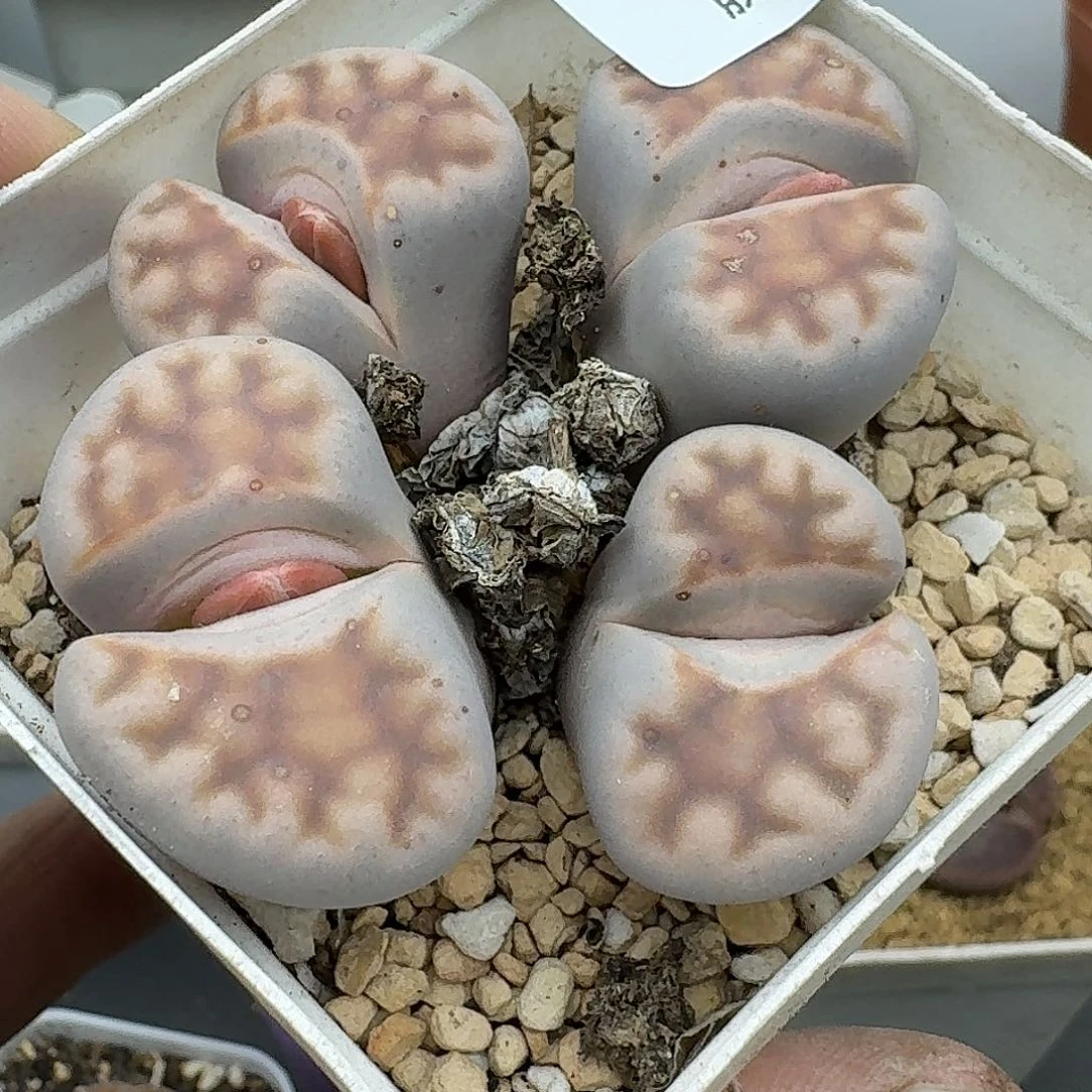 237多肉哈哈哈哥哥哈哈