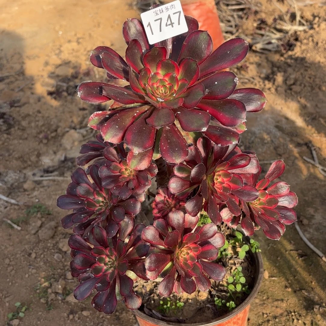 s***s香奈儿一物一拍1747二号棚