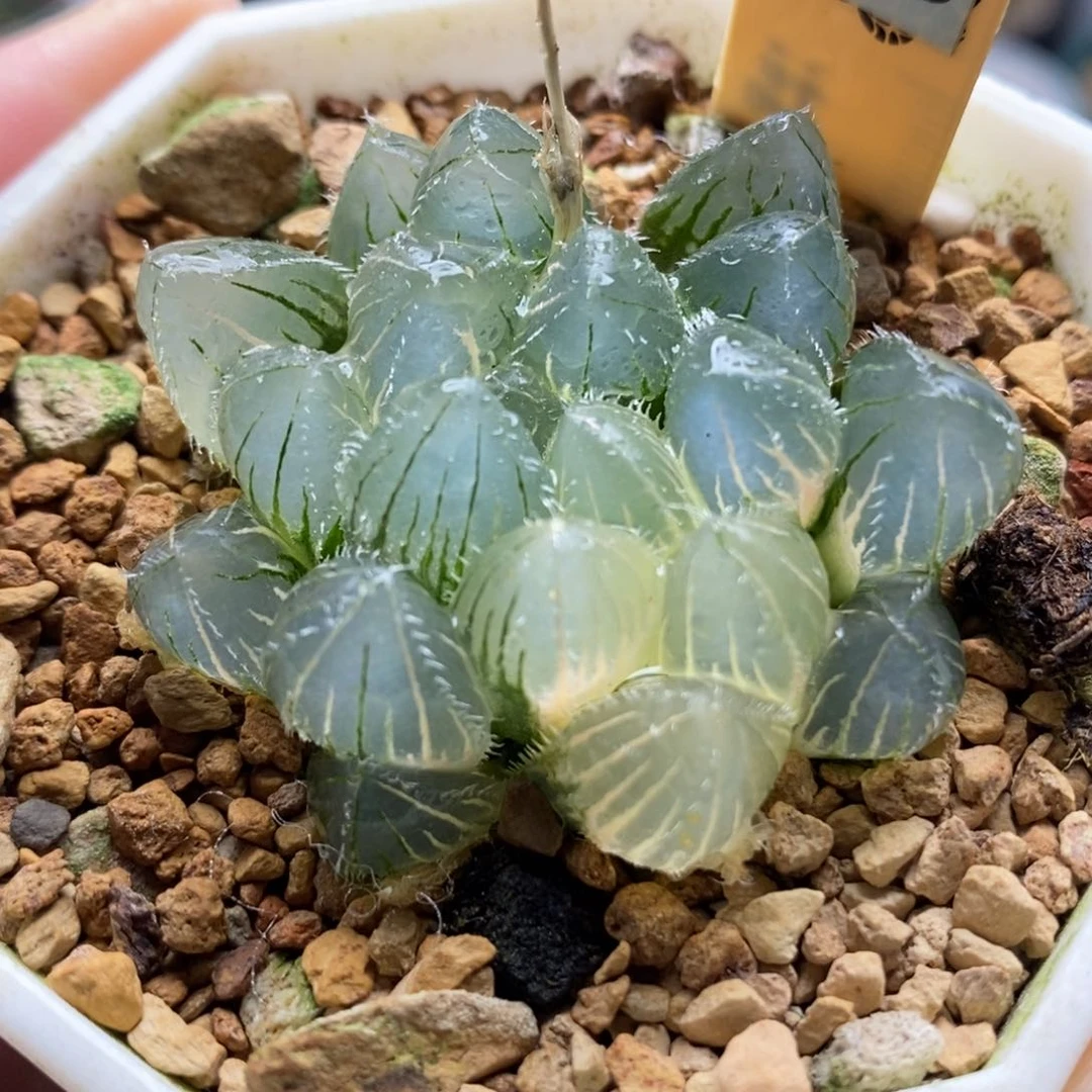 733实生玉露锦一物一拍