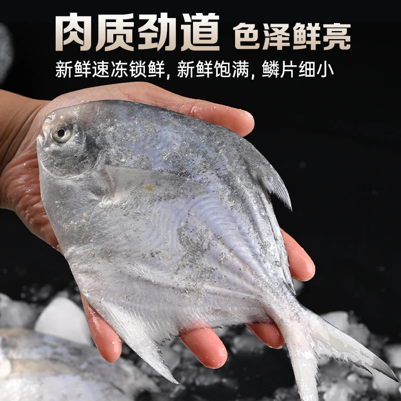 鲜冻【沪阿九】(小鲳鱼)白鲳鱼5条/斤 到手3斤 新鲜热气小鲳鱼