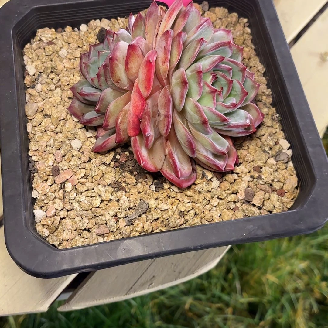 夜魔侠11112111111111