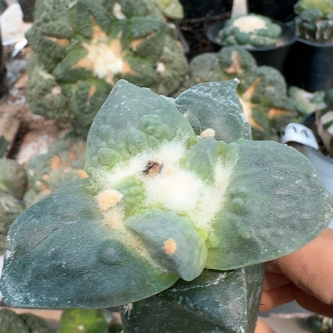 【闪购商品】无花朵魚**生大尤村主怒736