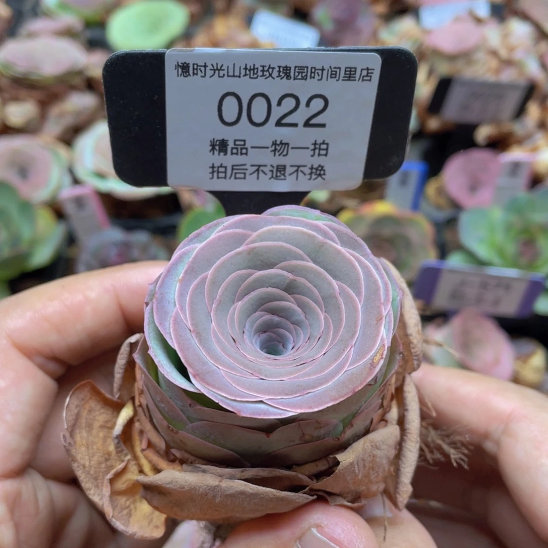 山地玫瑰0022裸根发货不售后