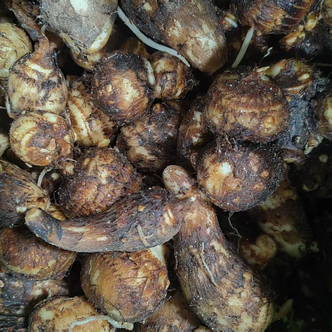 新鲜应季牛奶芋头现挖现发香甜软糯产地直发