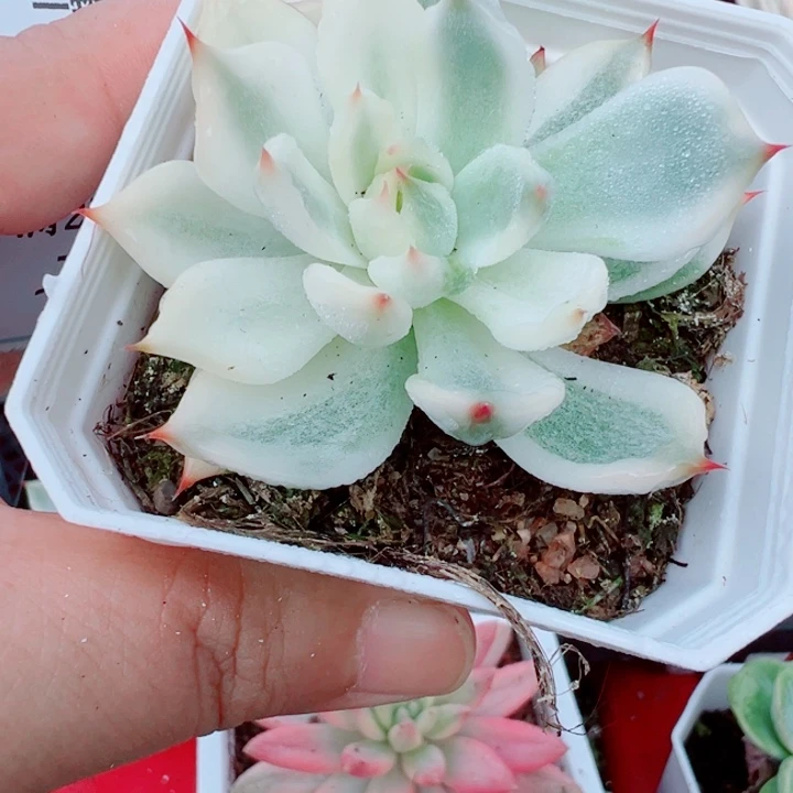 吉娃娃锦多肉植物多肉156