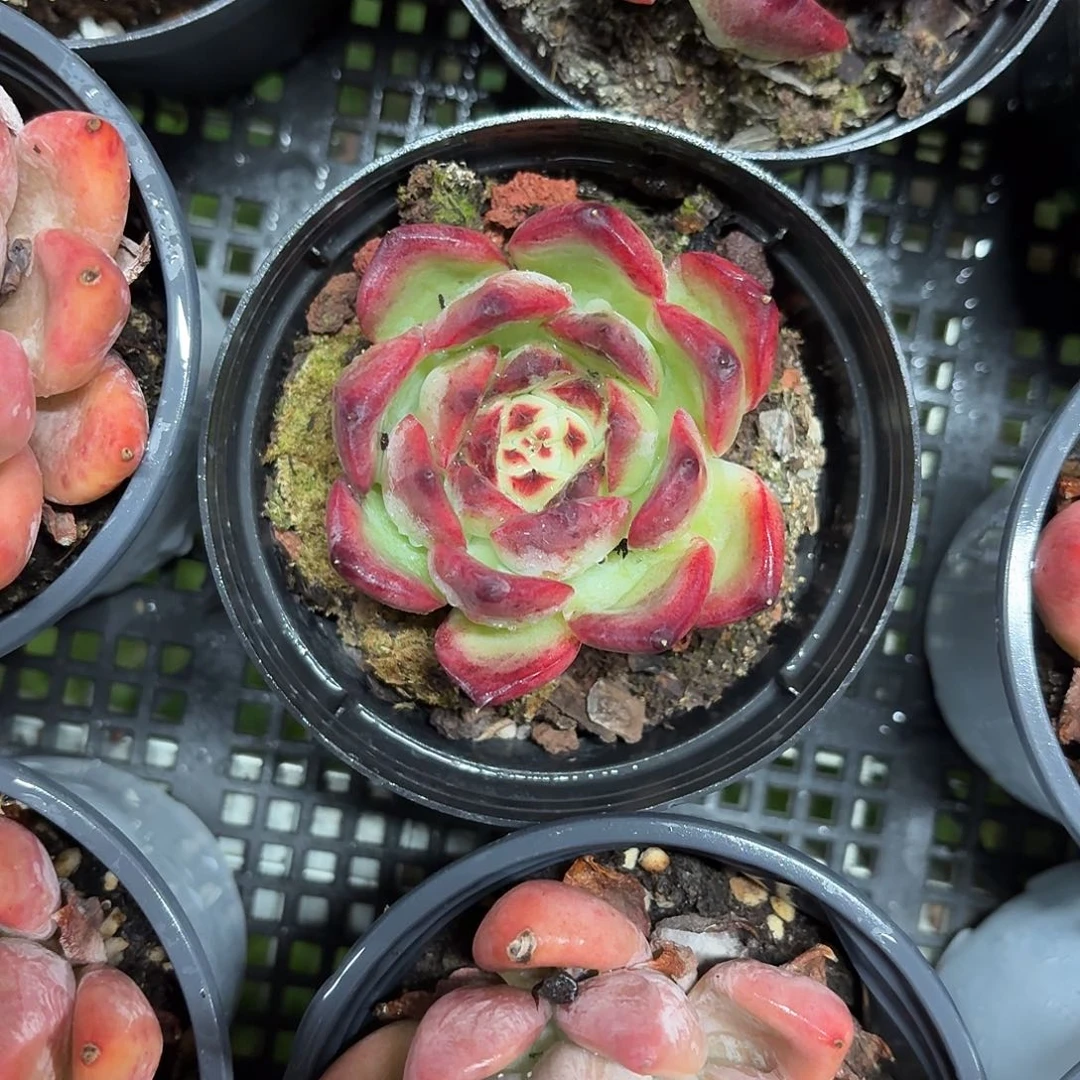 篝火新品多肉植物10㎝盆参考